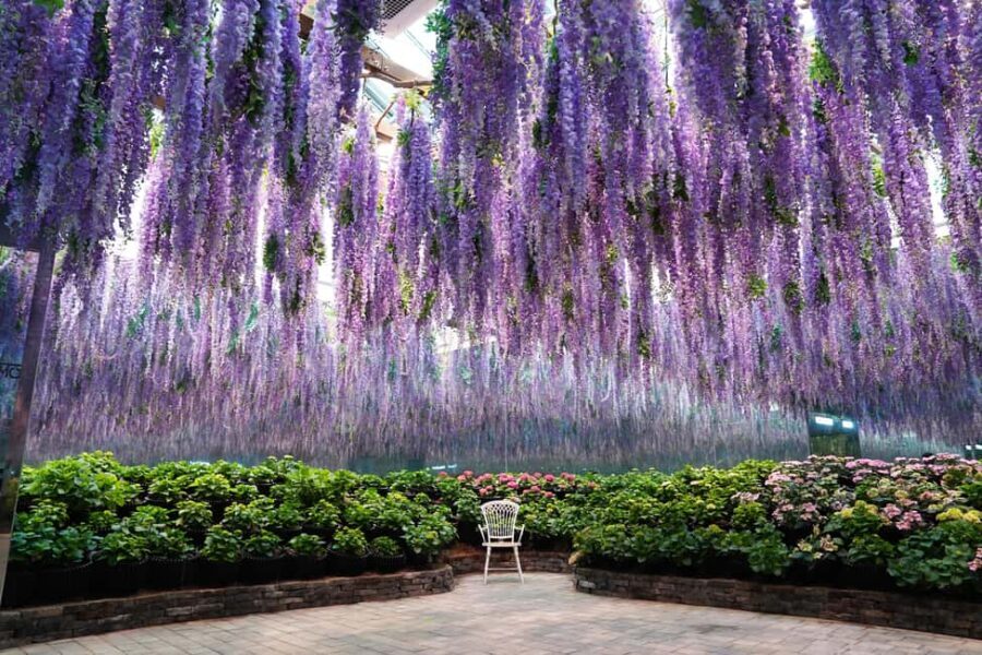 Gyeonggi: Gaypeong Begonia Bird Park Entry Ticket - Final Thoughts: Why This Is a Solid Choice