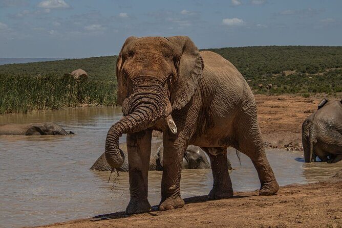 Half-Day Addo Elephant National Park - Authentic Experiences from Other Travelers