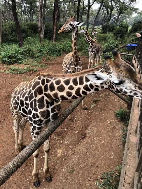 Half Day Baby Elephants,Giraffe Center & Karen Blixen Museum - Exploring the Wildlife Sanctuary