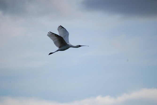 Half-Day Birding Tour of Livingstone - The Itinerary and Key Highlights