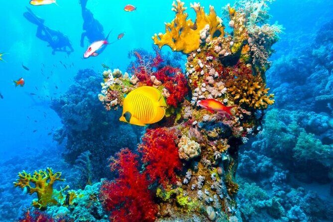 Half Day Bus Tour of Ras Mohammed National Park From Sharm Hotels - Practical Details and What to Expect