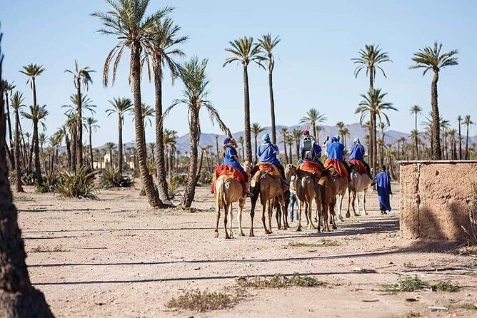Half Day Camel Ride Palm Grove - What to Expect from the Camel Ride Experience