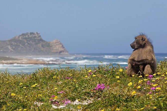 Half day Cape Point Sightseeing Tour with Penguins from Cape Town - What Makes This Tour Stand Out