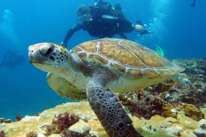 Half-Day Diving in Sal - Discover the Underwater Wonder of Sal