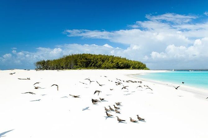 Half-Day Dolphin & Snorkeling Tour in Mnemba Island Zanzibar - Who Should Consider This Tour?