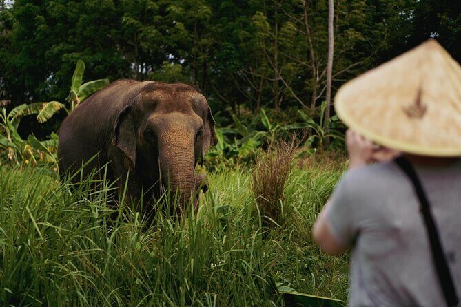 Half Day Elephant Home Sanctuary in Samui - The Sum Up: Is It Worth It?
