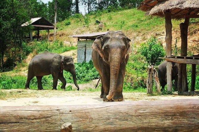 Half day Elephants in Nature Experience (Morning) - Why the Reviews Matter