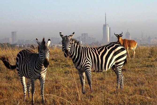 Half-Day Game Drive in Nairobi National Park with Hotel Pickup - Who Will Love This Tour?