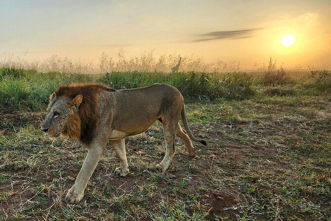 Half day guided tour in Nairobi National Park - Who Will Love This Tour