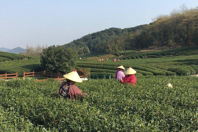 Half-Day Hangzhou Yunxi Bamboo Forest and Tea Plantation Experience - A Complete Look at the Hangzhou Yunxi Bamboo Forest and Tea Plantation Tour