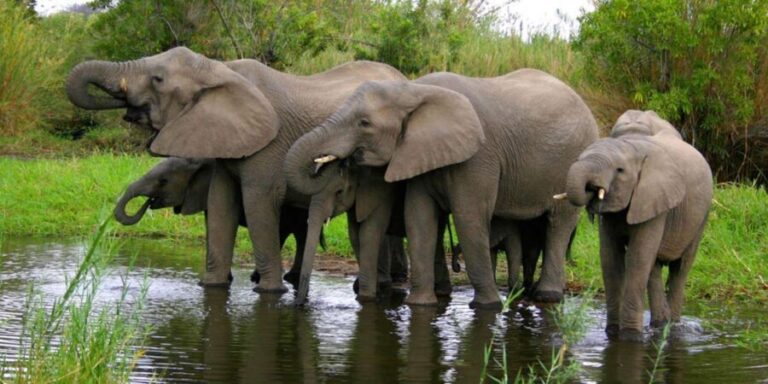 Half Day Hluhluwe Imfolozi Game Reserve from Richards Bay - What to Expect on Your Safari