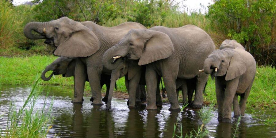 Half Day Hluhluwe Imfolozi Game Reserve from Richards Bay - What to Expect on Your Safari