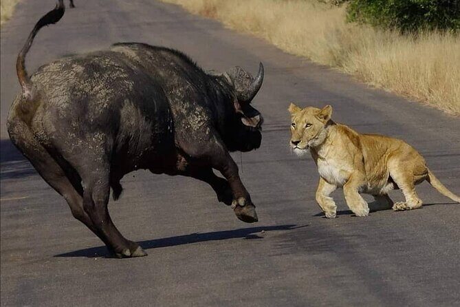 Half Day Kruger Open Vehicle Safari from Marloth Park - What the Reviews Say