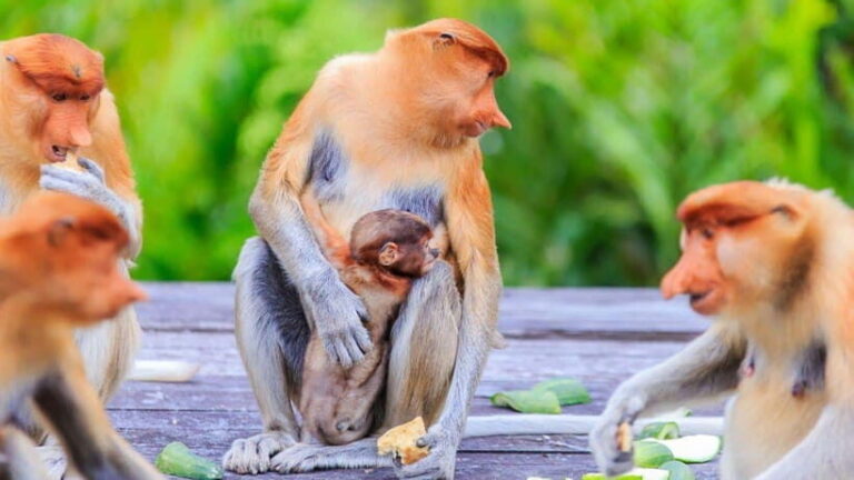 Half Day Labuk Bay Proboscis Monkey Sanctuary | Sandakan - Who This Tour is Perfect For