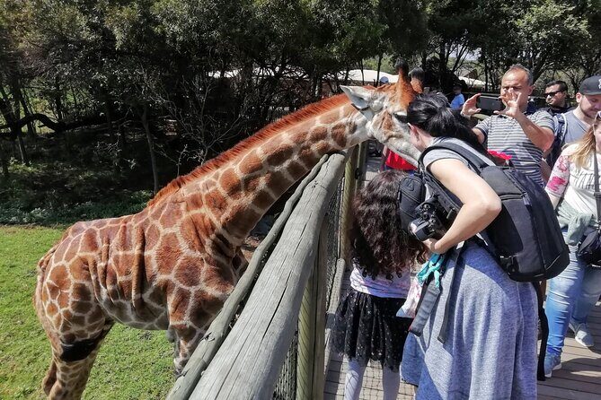 Half-Day Lion and Safari Park Tour - The Sum Up