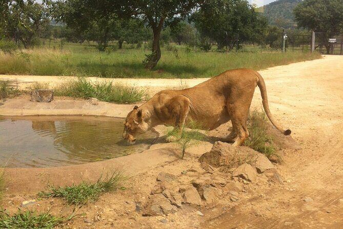 Half Day Lion and Safari Park Tour - Detailed Breakdown of the Experience