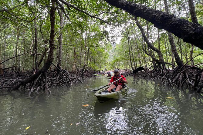 Half-Day Mangrove Kayaking in Langkawi - The Itinerary in Detail