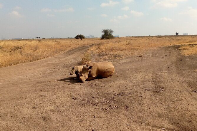 Half Day Morning or Afternoon Guided Tour : Nairobi National Park - Frequently Asked Questions