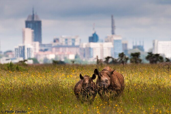 Half Day Nairobi National park - The Experience and the Guides