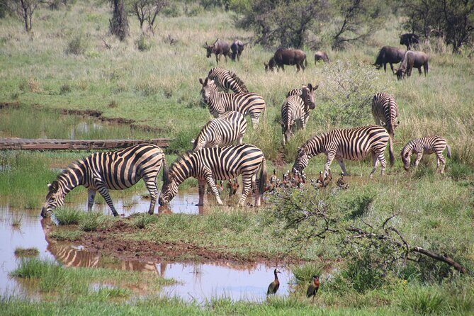 Half-Day Nairobi National Park and Maasai Market with Pick up - Who Should Consider This Tour?