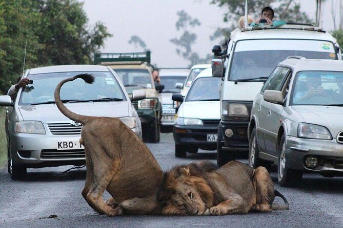 Half Day Nairobi National Park Guided Tour From Nairobi - Transportation and Group Size: Why They Matter