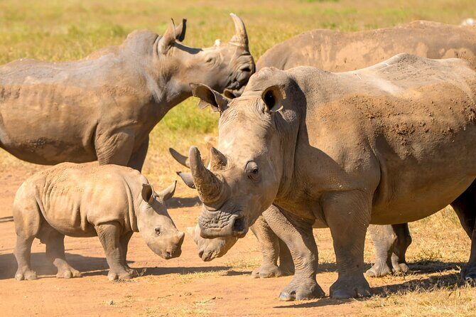 Half-Day Nairobi National Park Private Tour with admission - Final Thoughts: Who Should Book This Tour?