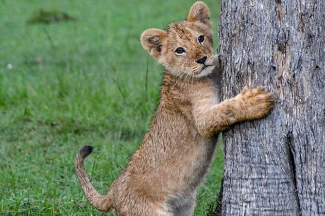 Half-Day Nairobi National Park Safari from Nairobi with Free Pickup - FAQs