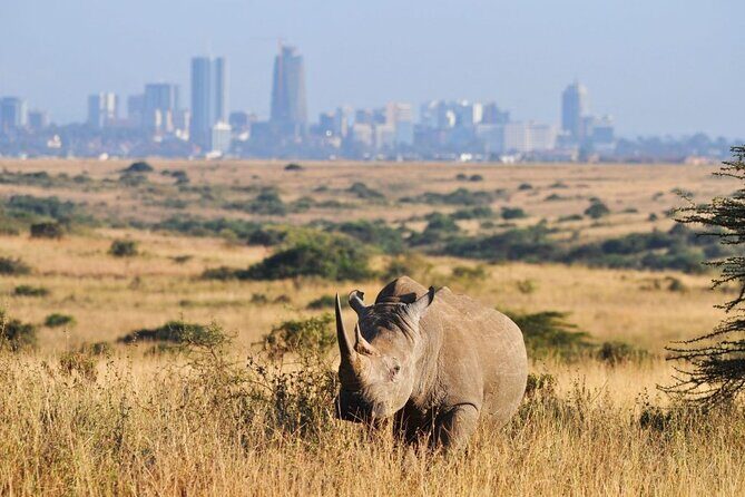 Half-Day Nairobi National Park Tour from Nairobi - In-Depth Look at the Itinerary
