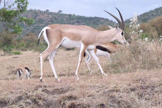Half-Day Nairobi National Park Tour from Nairobi - Analyzing the Value