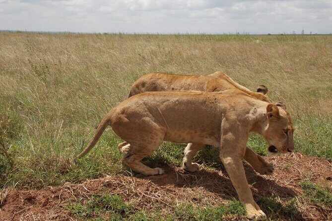 Half day Nairobi National Park Tour & Sheldrick Elephant Nursery - What to Expect from the Tour