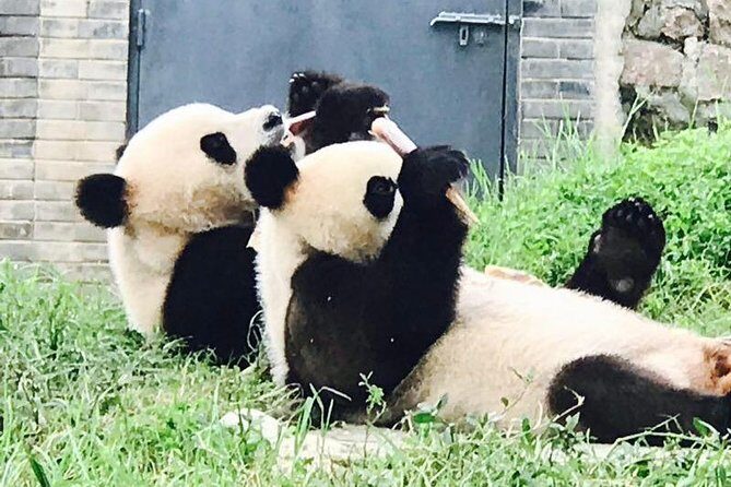 Half Day Private Chengdu Panda Center Layover Tour - Why Choose This Tour?