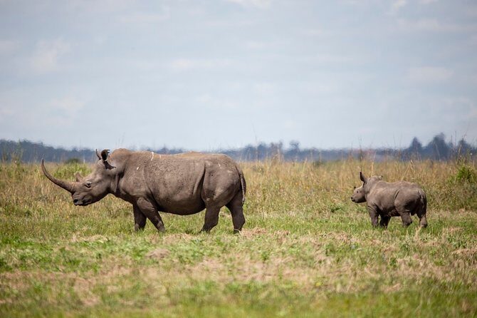 Half-Day Private Guided Safari Tour to Nairobi National Park - The Core of the Experience: What You’ll Do