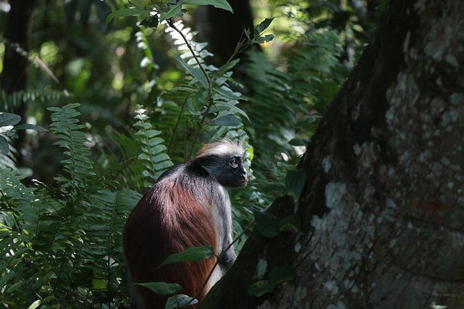 Half-Day Private Jozani Chwaka Bay Forest Tour in Zanzibar - Practical Details and What to Expect