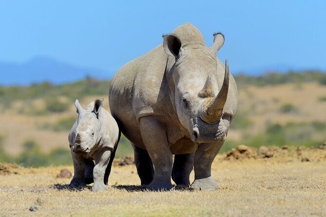 Half Day Private Tour in Nairobi National Park with Admission - Who Will Benefit Most?