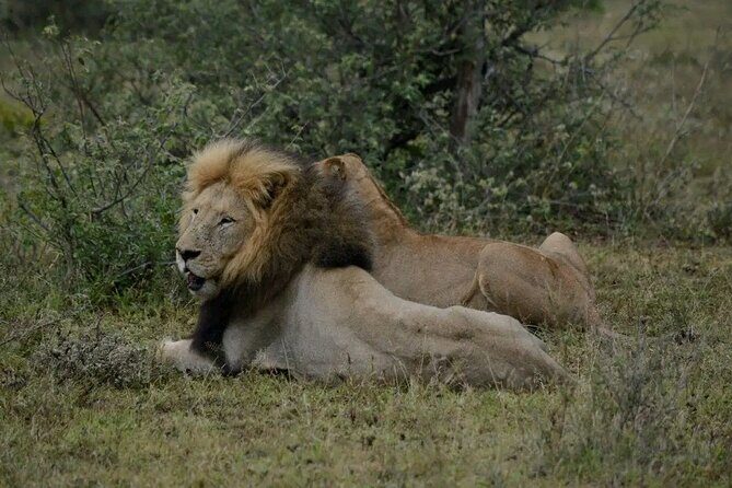 Half Day Rhino and Lion Park Closed Vehicle Game Drive - An Honest Look at the Experience