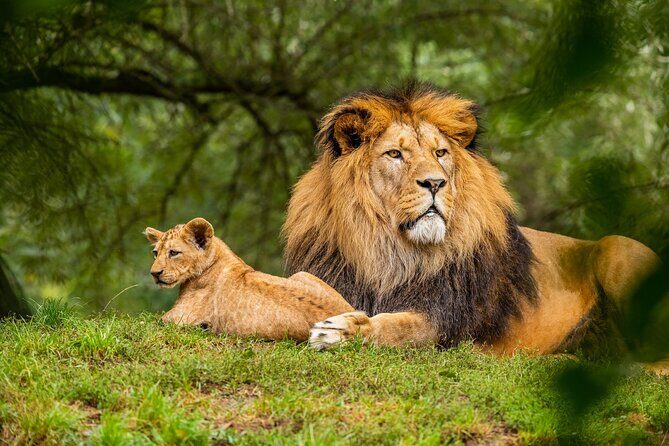 Half Day Safari at Nairobi National Park - The Value for Money