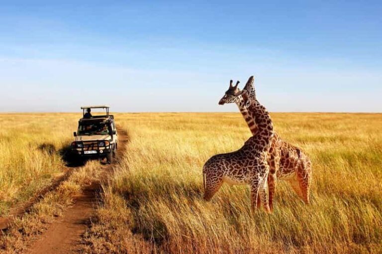 Half Day Safari from Durban - What Makes This Tour Special?