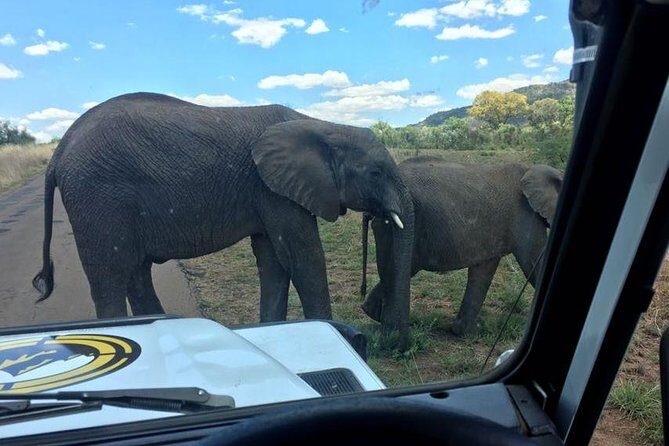 Half day safari from johannesburg - Authentic Encounters and Practical Tips