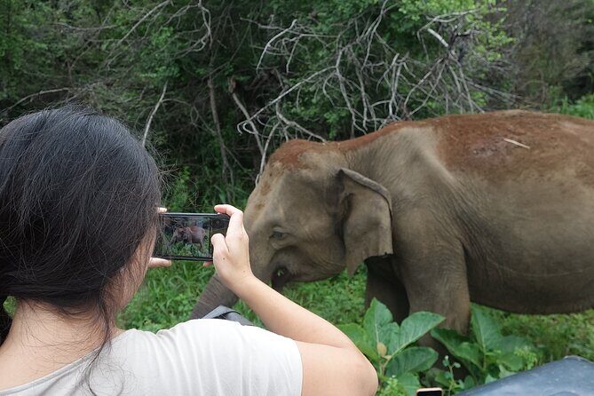 Half Day Safari Guided Tour - The Practicalities: What to Know Before You Book