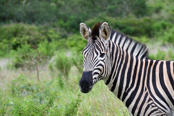 Half Day Safari Tour from Durban - FAQs