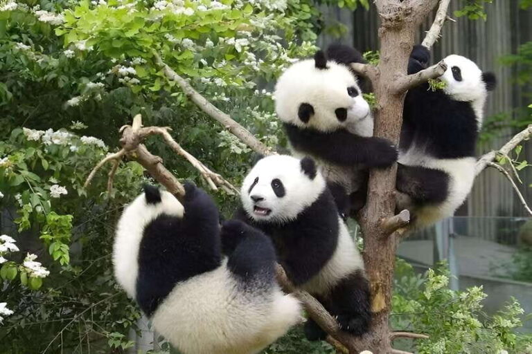 Half day small group tour to Chengdu Panda Breeding Center - The Itinerary in Detail