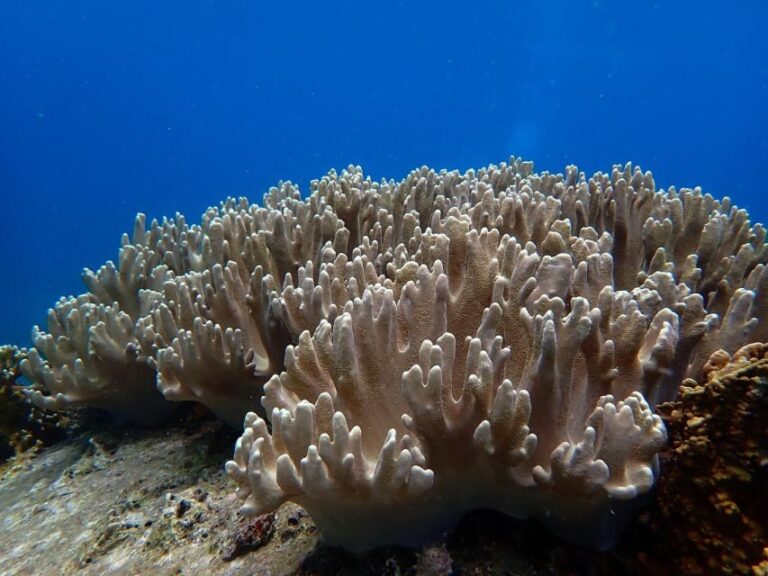 Half-Day Snorkeling trip in Nha Trang with Vietnam Active - The Culinary Experience: BBQ on a Beautiful Island