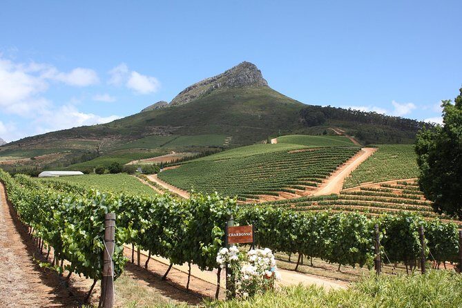 Half-Day Stellenbosch Winelands Tour from Cape Town - Authentic Traveler Feedback: What People Are Saying