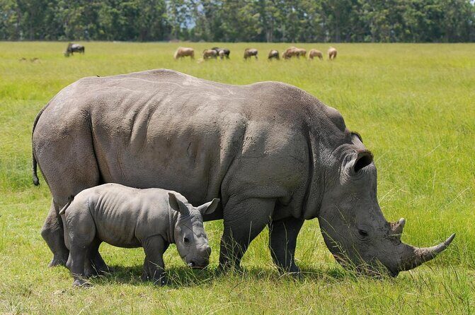 Half Day Sunrise Game - Drive of National Park Tour From Nairobi - Final Thoughts: Is It Worth It?
