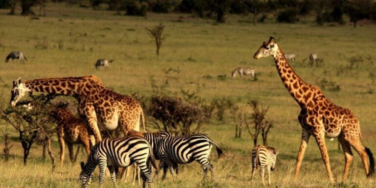 Half Day Tala Game Reserve & Natal Lion Park from Durban - Natal Lion Park: Lions, Elephants, and a Unique Enclosure Visit