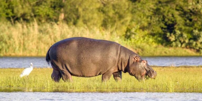 Half Day Tala Game Reserve & Phezulu Safari from Durban - Who Is This Tour Best For?