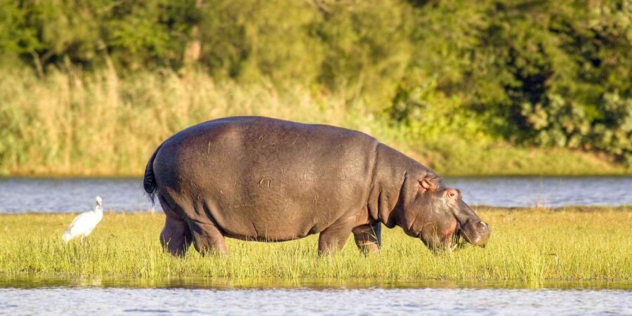 Half Day Tala Game Reserve & Phezulu Safari from Durban - Who Is This Tour Best For?