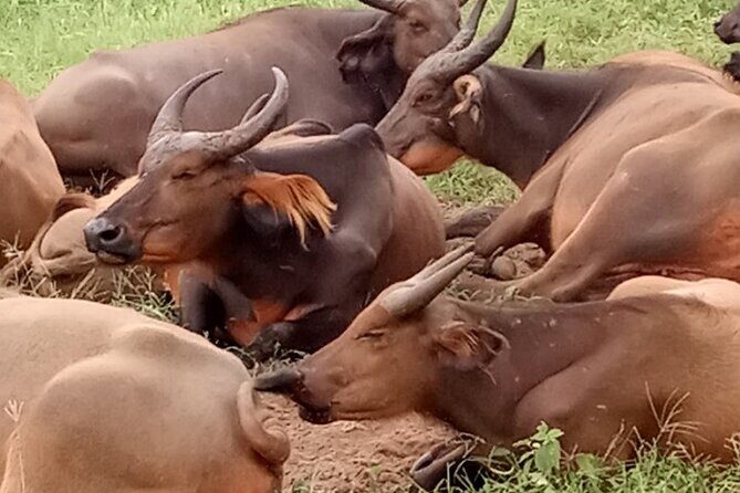 Half Day Tour :Bandia Animals Reserve - Final Thoughts