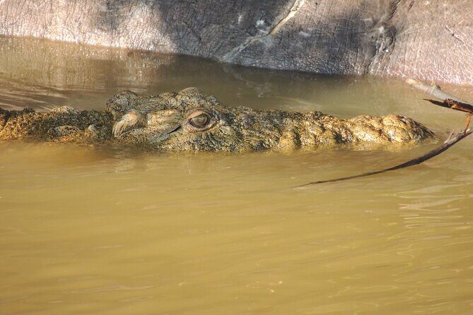 Half Day Tour in iSimangaliso Wetland Park - Comfort, Timing, and Group Size