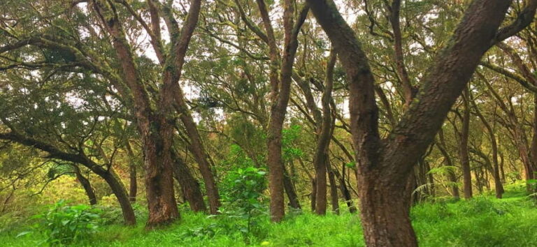 Half-day tour Maïdo with Mafate view in Réunion Island - What Do Reviews Say?